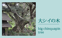 大シイの木 | chinquapin tree